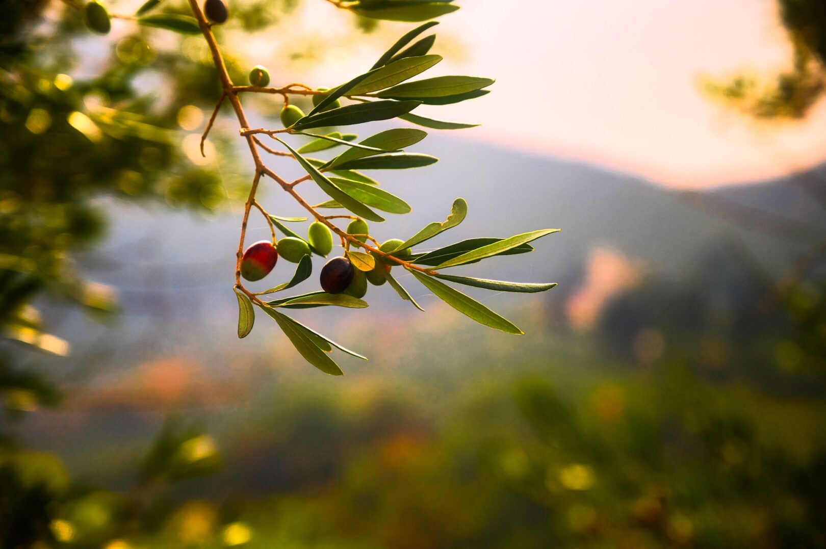 Organisk vs. Kemisk Oliventræ Gødning: Hvad er bedst for din have?